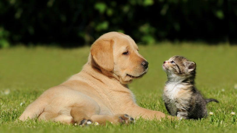 Imagem de Bem-estar animal
