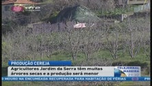 Imagem de Cerejeiras do Jardim da Serra estão  a secar