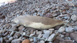 Madeira perde lobo-marinho raro (vídeo)