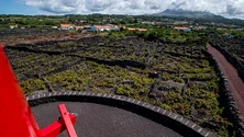 Pico regista quebra na produção de uva (Vídeo)