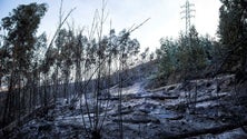Imagem de Área ardida atinge o quarto valor mais elevado desde 2012