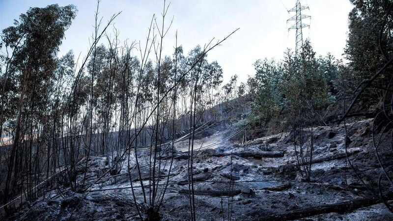 Imagem de Área ardida atinge o quarto valor mais elevado desde 2012