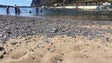 Imagem de Praia da Calheta vai receber uma nova recarga de areia (vídeo)