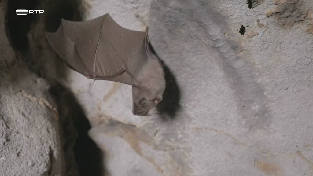Grécia quer salvar 45 mil morcegos