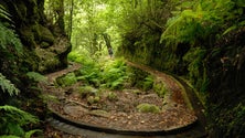 Imagem de Levada dos Cedros já reabriu