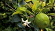 Novo projecto beneficia árvores de fruto na Madeira