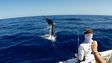 Imagem de Madeira é palco do campeonato mundial de pesca ao blue marlin