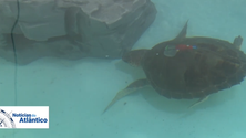 Imagem de Testada nova tecnologia para estudar animais marinhos (Vídeo)