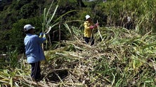 Os produtores de cana-de-açúcar recebem até julho