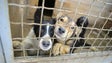 Imagem de Veterinários pedem investimento municipal para centros de recolha na Madeira
