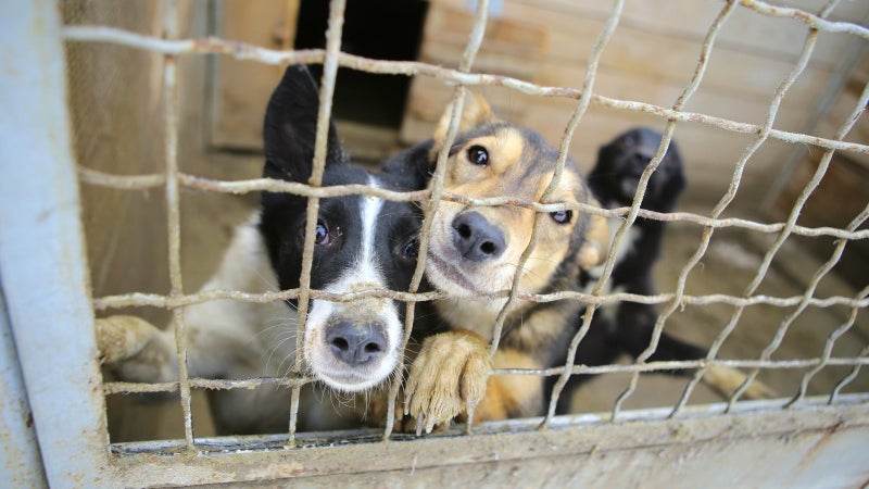Imagem de Veterinários pedem investimento municipal para centros de recolha na Madeira