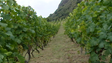 Reconversão das vinhas com apoio até 46 mil por hectare (vídeo)