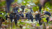 Imagem de Produção de vinho deverá aumentar 10% na Madeira
