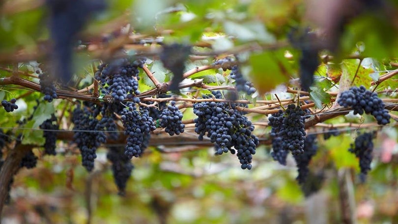 Produção de vinho deverá aumentar 10% na Madeira