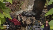 Imagem de Agricultores dizem que água existente é insuficiente para tantos hectares (vídeo)