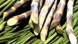 Assembleia Legislativa aprova `Rota do Açúcar` na Madeira