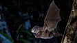 Madeira alia-se à `Noite Internacional dos Morcegos`