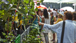 Imagem de Covid-19: Feira do Santo da Serra deverá abrir no próximo domingo (Vídeo)