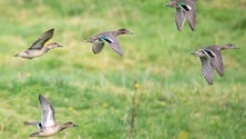 Pico recebe o Azores Birdwatching  (Vídeo)