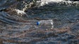 Imagem de Proteção de 30% dos oceanos ajudaria a resolver crises climáticas