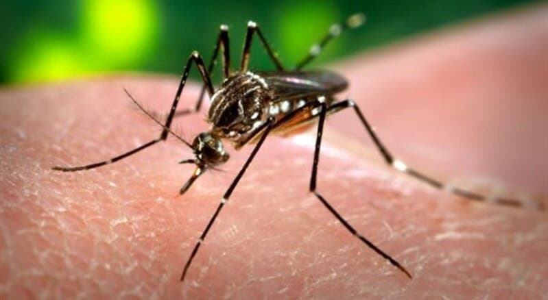 Nova estirpe de dengue detetada no Brasil