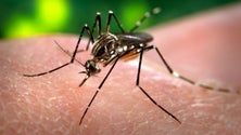 Imagem de Nova estirpe de dengue detetada no Brasil