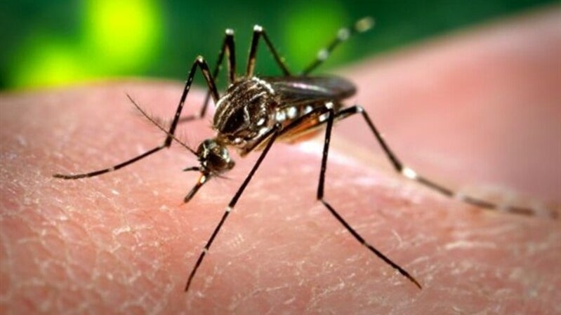 Imagem de Nova estirpe de dengue detetada no Brasil