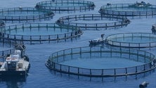 Imagem de Autarcas da Ponta do Sol e Calheta prometem lutar contra o projeto da aquacultura