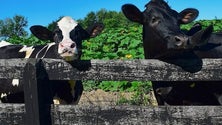 Legislativas 2019: Paulo Estêvão diz que o PAN é uma ameaça aos setores da agricultura e pescas [Vídeo]