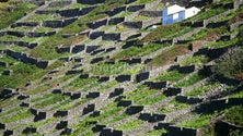 Imagem de Santa Maria quer recuperar a paisagem da vinha