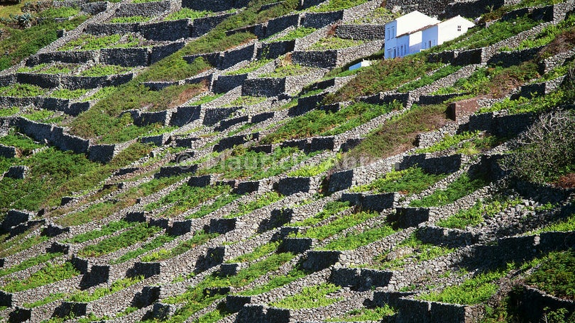 Imagem de Santa Maria quer recuperar a paisagem da vinha