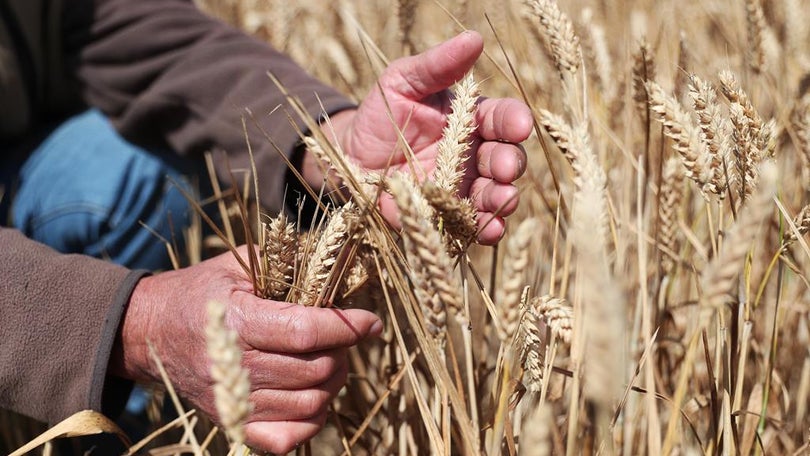 MNE contra suspensão do acordo de exportações de cereais pela Rússia