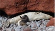 Imagem de Nasceram mais dois lobos-marinhos nas Desertas
