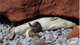 Nasceram mais dois lobos-marinhos nas Desertas