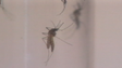 Imagem de Dengue deixou sequelas em alguns madeirenses (vídeo)