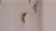 Dengue deixou sequelas em alguns madeirenses (vídeo)