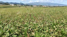 Imagem de Impacto no agroalimentar é negativo e vinhos verdes são mais afetados