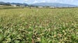 Imagem de Impacto no agroalimentar é negativo e vinhos verdes são mais afetados