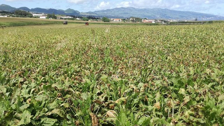 Imagem de Impacto no agroalimentar é negativo e vinhos verdes são mais afetados