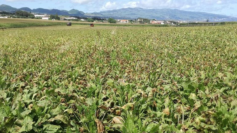 Impacto no agroalimentar é negativo e vinhos verdes são mais afetados