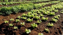 Imagem de Agentes biológicos para combater pragas na agricultura (Som)