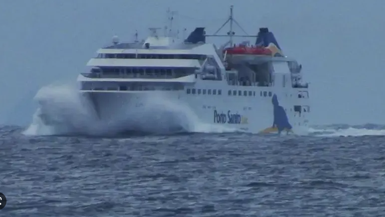 Imagem de Lobo Marinho já chegou ao Porto Santo