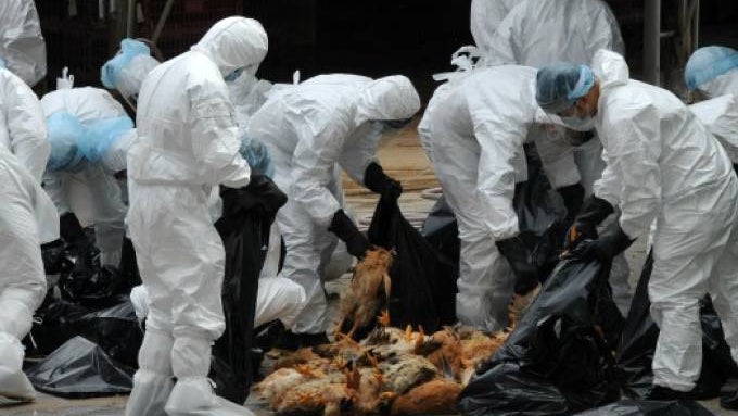 Imagem de Gripe das aves em humanos