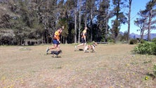 Imagem de Apolo e Trudy vencem II edição do Dog Trail Madeira