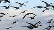 Contagem de gaivotas urbanas (áudio)