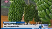 Produção de banana deve atingir 20 mil toneladas (Vídeo)