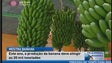 Produção de banana deve atingir 20 mil toneladas (Vídeo)