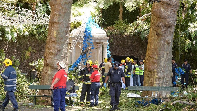 Imagem de Assembleia ouve Paulo Cafôfo sobre queda de árvore no Monte