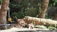 Imagem de Sapadores do Funchal cortam árvore (vídeo)