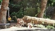 Sapadores do Funchal cortam árvore (vídeo)